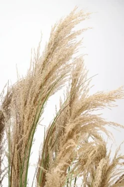 Outlet Bizzotto PIANTA AUSTORDERIA PAMPAS C-VASO H180