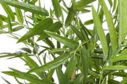 Online Bizzotto PIANTA BAMBOO C-VASO H130CM