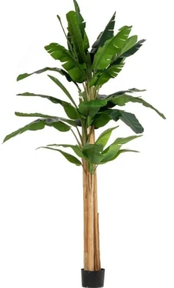 Sale Bizzotto PIANTA BANANO C-VASO 30FOGLIE H320