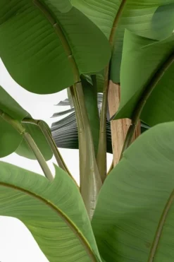 Sale Bizzotto PIANTA BANANO C-VASO 30FOGLIE H320