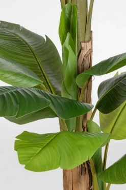 New Bizzotto PIANTA BANANO C-VASO 20FOGLIE H200