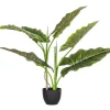 Clearance Bizzotto PIANTA DIEFFENBACHIA C-VASO 7FOGLIE H78