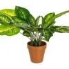 Outlet Bizzotto PIANTA DIEFFENBACHIA C-VASO 30FOGLIE H45