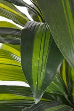 Clearance Bizzotto PIANTA DRACANEA C-VASO 43FOGLIE H88CM