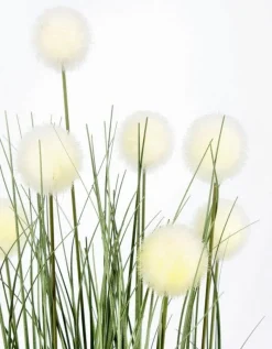 Bizzotto PIANTA ERIOPHORUM BIANCO C-VASO X7F H68