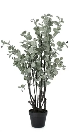 Online Bizzotto PIANTA EUCALIPTO C-VASO H110