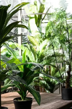 Sale Bizzotto PIANTA FELCE C-VASO 75FOGLIE H108