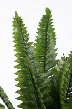 Best Bizzotto PIANTA FELCE H45