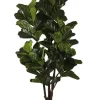 Hot Bizzotto PIANTA FICUS LYRATA C-VAS 102FOGLIE H220