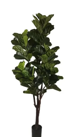 Hot Bizzotto PIANTA FICUS LYRATA C-VAS 102FOGLIE H220