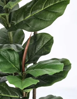 Hot Bizzotto PIANTA FICUS LYRATA C-VASO 39FOGLIE H145