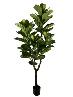 Bizzotto PIANTA FICUS LYRATA C-VASO 60FOGLIE H180
