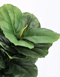 Bizzotto PIANTA FICUS LYRATA C-VASO 72FOGLIE H120