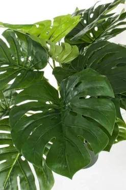 Hot Bizzotto PIANTA FILODENDRO C-VASO 24FOGLIE H65CM