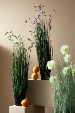 Clearance Bizzotto PIANTA GREVILLEA ROSA C-VASO X5F H100