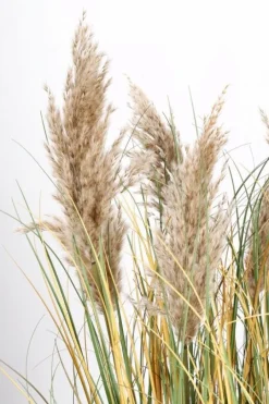 Outlet Bizzotto PIANTA GYNERIUM PAMPAS C-VASO H120