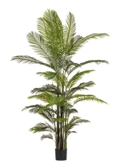 Hot Bizzotto PIANTA KENZIA C-VASO 33FOGLIE H210