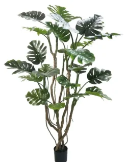 Bizzotto PIANTA MONSTERA C-VASO H210