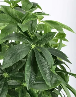 Sale Bizzotto PIANTA PACHIRA AQUATICA C-VASO 360F H160