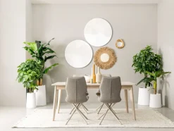 Sale Bizzotto PIANTA PACHIRA AQUATICA C-VASO 360F H160