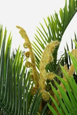 Hot Bizzotto PIANTA PALMA C-VASO 36FOGLIE 2TR H150