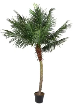 New Bizzotto PIANTA PALMA C-VASO 18FOGLIE H210