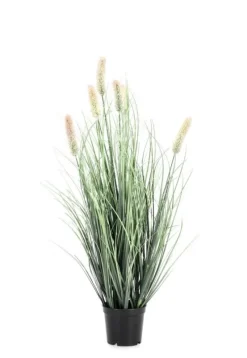 Bizzotto PIANTA PENNISETUM C-VASO H61