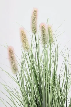 Bizzotto PIANTA PENNISETUM C-VASO H61