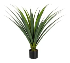 Hot Bizzotto PIANTA RUSCACEAE C-VASO 28FOGLIE H90CM