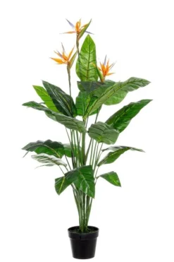 New Bizzotto PIANTA STERLITZIA C-V 25FOGLIE X3F H150