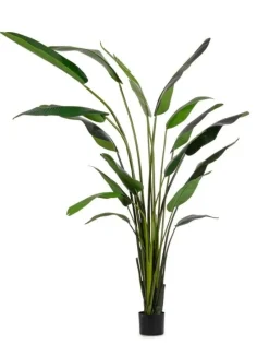 Clearance Bizzotto PIANTA STRELITZIA C-VASO 18FOGLIE H310
