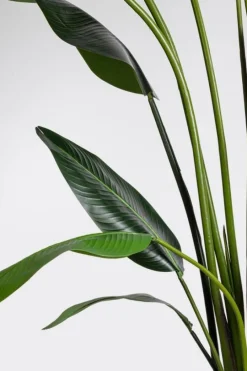 Clearance Bizzotto PIANTA STRELITZIA C-VASO 18FOGLIE H310