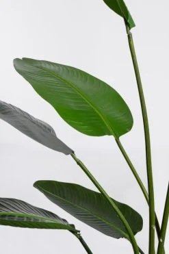 Clearance Bizzotto PIANTA STRELITZIA C-VASO 13FOGLIE H185