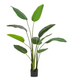 Discount Bizzotto PIANTA STRELITZIA C-VASO 10FOGLIE H150