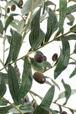 New Bizzotto PIANTA ULIVO C-VASO 492FOGLIE H120