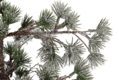 Best Bizzotto PINO SNEFFELS GHIACCIATO H90