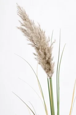 Hot Bizzotto RAMO GYNERIUM PAMPAS H140